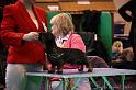 Crufts2011_2 471